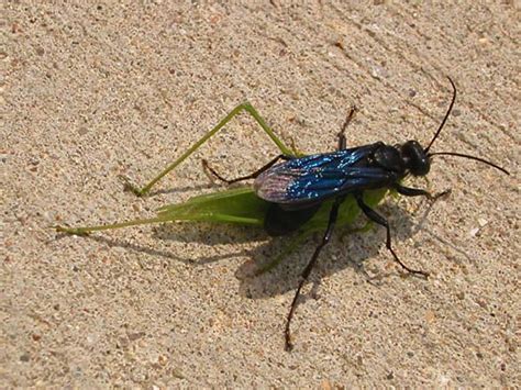 Great black wasp | Sphex pensylvanicus | Insect