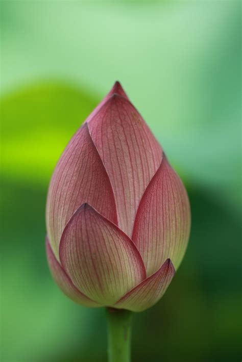 Slim Lotus Bud | This lotus bud caught my eyes. I love the t… | Flickr