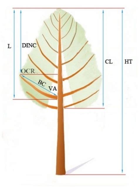 A graphic description of the individual tree, crown, and branch... | Download Scientific Diagram