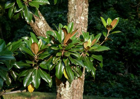 Anybody Seen My Focus?: Southern Magnolia (Magnolia grandiflora) - Part 1