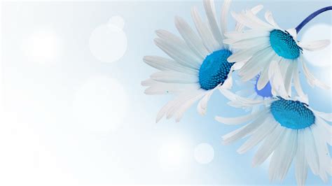 Download White Flower Blue Daisy Artistic Flower HD Wallpaper