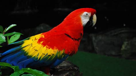 Scarlet macaw behavior - YouTube