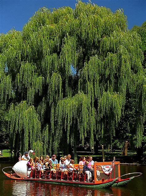 Boston Public Gardens - Swan Boat & Weeping Willow Tree | Flickr