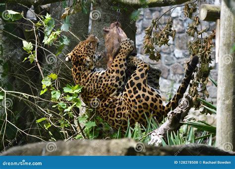 Jaguar Hunting for His Lunch. Stock Photo - Image of jaguar, nature: 128278508