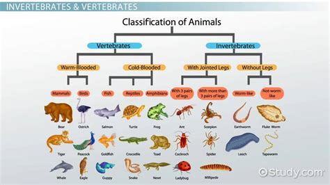 Embryonic Development & Life Cycles of Invertebrates & Vertebrates - Lesson | Study.com