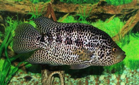 Jaguar Cichlid (Managuense): Care, Size, Tank Mates...