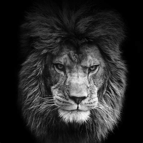 Free download Lion Roar Iphone Wallpaper Wallpapers Background for Desktop, Mobile & Tablet ...