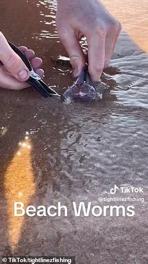 Beach worms: Man discovers disgusting creatures under the sand at Australian beach | Daily Mail ...