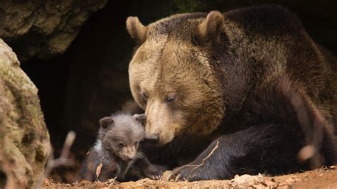 Forest ranger records footage of brown bear, cubs in NW China - CGTN