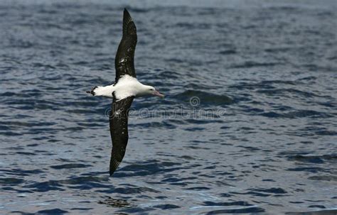 Tristanalbatros; Tristan Albatross; Diomedea Dabbenena Stock Image ...