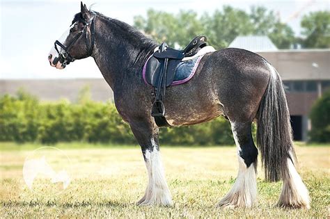 10 Fascinating Things You Probably Didn’t Know About The Shire Horse