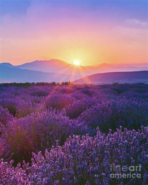 Lavender Field At Sunset by Serts