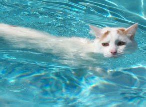 Image - Swimming Turkish Van.jpg - Dogs and Cats Wiki