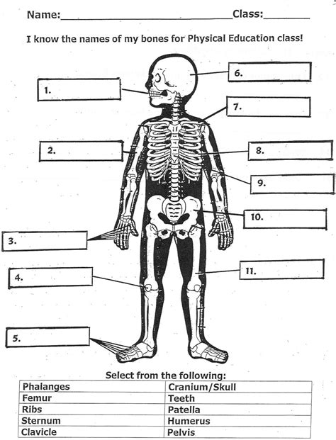 Bone Anatomy Worksheets