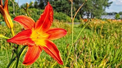 Daylilies: Varieties, Meaning, Blooming Time, Growing, and Care