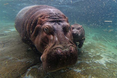 Swimming Hippos Pose for the Camera Picture | Cutest Baby Animals From ...