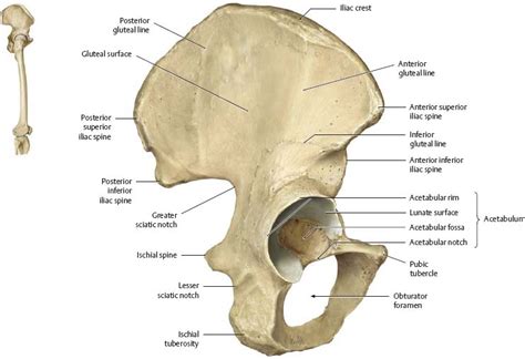 Anterior Pelvic Bone Anatomy