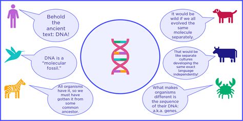 Universal Genetic Code (Evolution) — Evidence & Examples - Expii