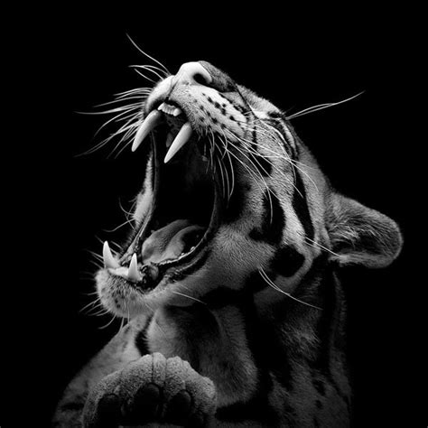 black and white art photography animals