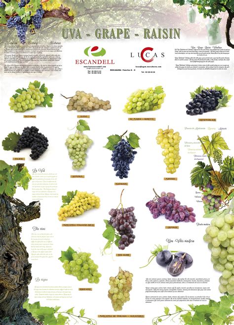 11 white grape varieties used in white wine ultimate guide – Artofit