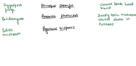 SOLVED: Complete the following chart to describe the role of fungi in our lives. Phylum Examples ...