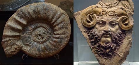 How Did Ammonites Receive Their Name? - Tales of Times Forgotten