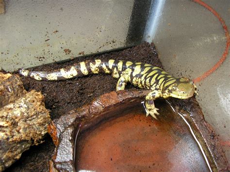 Tiger Salamander Care in Captivity >> Amphibian Care