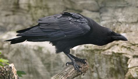 Common Raven - Zoo Ecomuseum