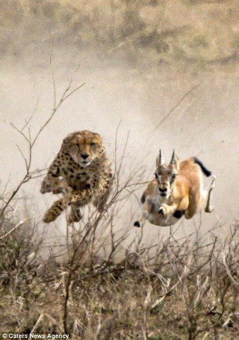 Cheetah brings down gazelle after chase in Tanzania | Daily Mail Online