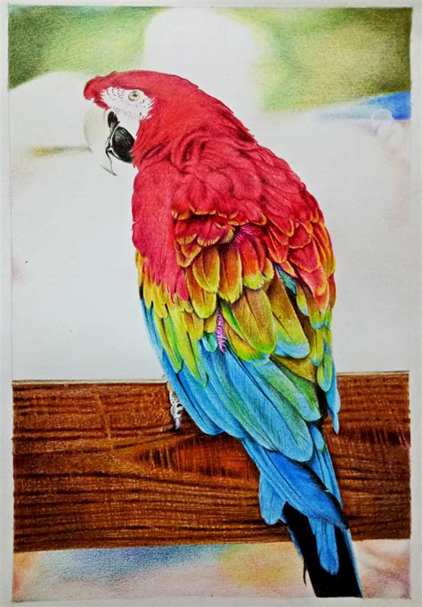 Macaw Drawing at PaintingValley.com | Explore collection of Macaw Drawing