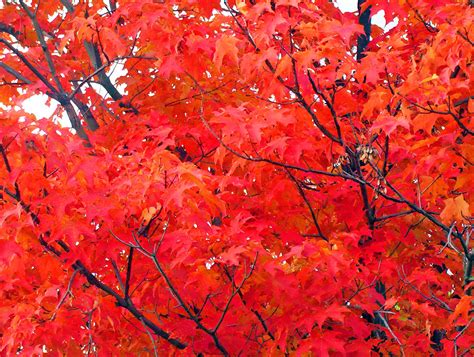 Maple Leafs Tree : Maple Tree Diseases | LoveToKnow - Long ago in the country of japan lived an ...