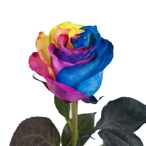 Tinted Rainbow Roses Yellow, Red, Blue, Green 50 Stems of 50 cm Farm Direct Fresh Cut Flowers by ...