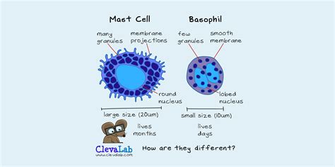 Mast Cells vs Basophils