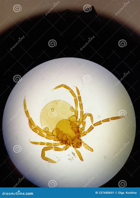 Tick Under Microscope Royalty-Free Stock Image | CartoonDealer.com ...