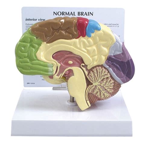 Half-Section Human Brain Anatomical Model