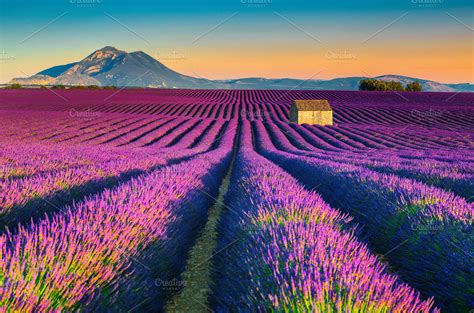 Lavender fields in Provence, France | High-Quality Nature Stock Photos ~ Creative Market