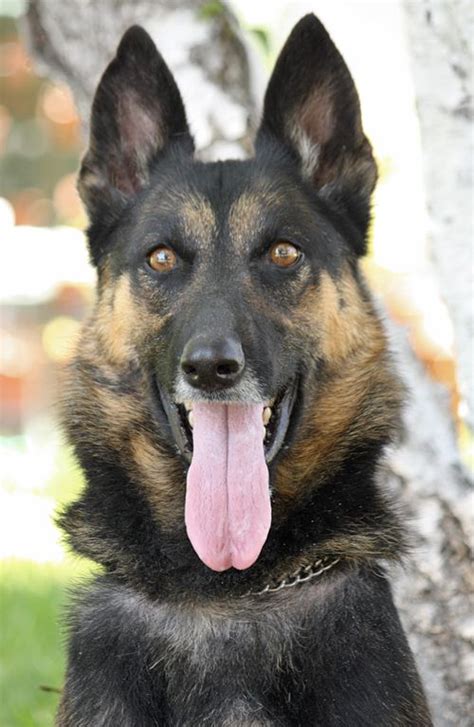 Belgian Shepherd German Shepherd Mix - shepherd