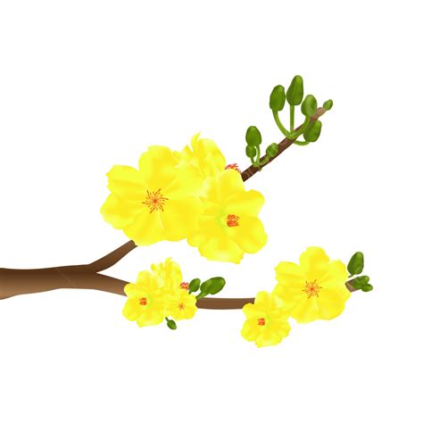 Yellow Apricot Blossom New Year Flowers Branch, Blossom, New Year, Tet ...