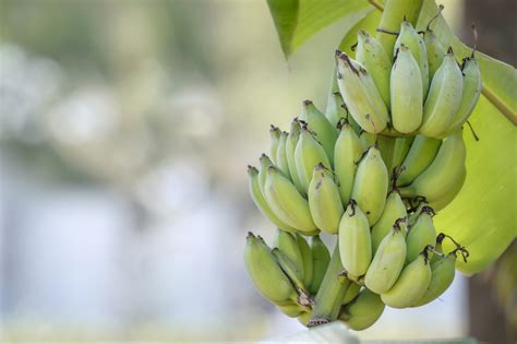 10 Tips for Growing Bananas Indoors with Fruitful Results - Food Gardening Network