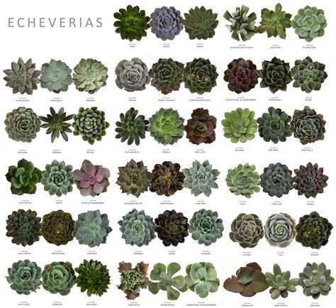 Echeveria IDs | Succulents, Types of succulents plants, Succulent gardening