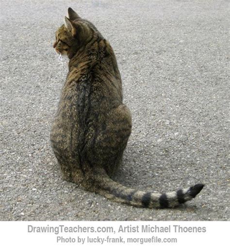 Gallery For > Cat Sitting Back View Drawing | Cat sitting, Cat anatomy, Warrior cat drawings