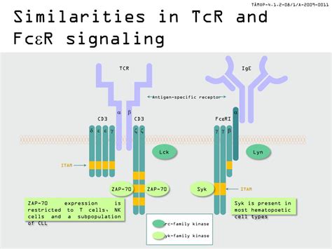 PPT - Fcε receptor signaling PowerPoint Presentation, free download - ID:1900389