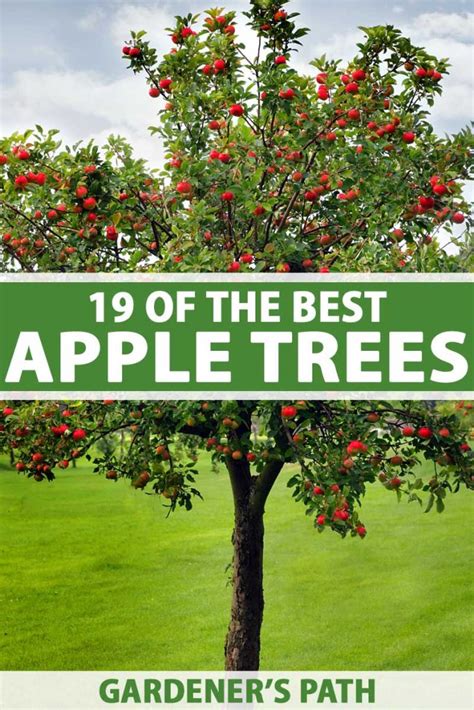 19 Best Apple Tree Varieties (with a Guide to Flowering Groups)