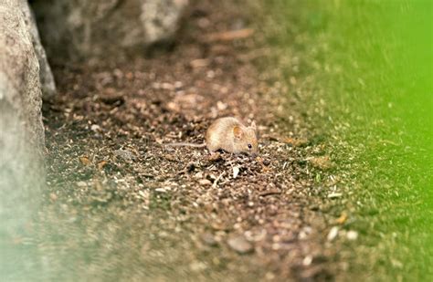 Mouse in habitat stock photo. Image of nature, curious - 40822046