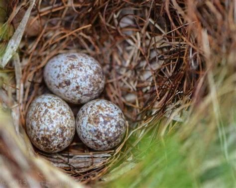 Sparrow Eggs: What They Look Like, When They Hatch, & More!