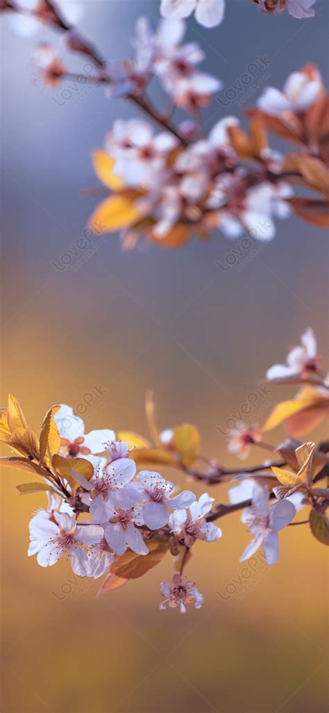 Late Sakura Blooms Mobile Wallpaper Images Free Download on Lovepik | 400372724