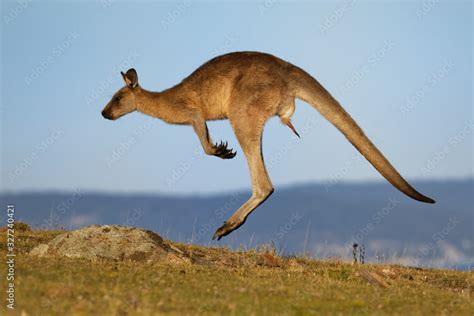 Macropus giganteus - Eastern Grey Kangaroo marsupial found in eastern third of Australia, also ...