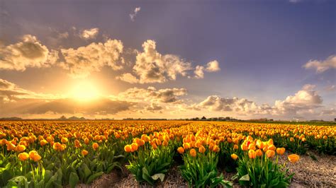 Yellow Tulip Flowers Field At Sunset Holland Rich Pure Gold 4K HD Wallpapers | HD Wallpapers ...