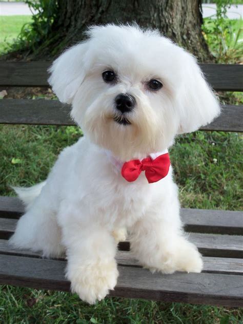 75+ Short Hair Maltese Dog Haircuts Picture - Codepromos