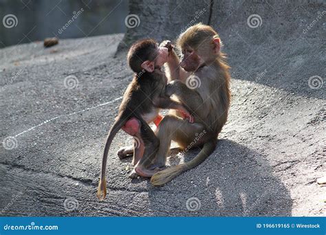 Two Small Cute Monkeys Playing Together Stock Image - Image of closeup, wild: 196619165